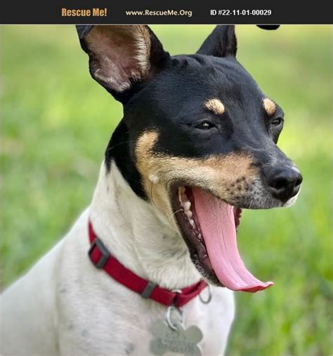 rat terrier rescue texas